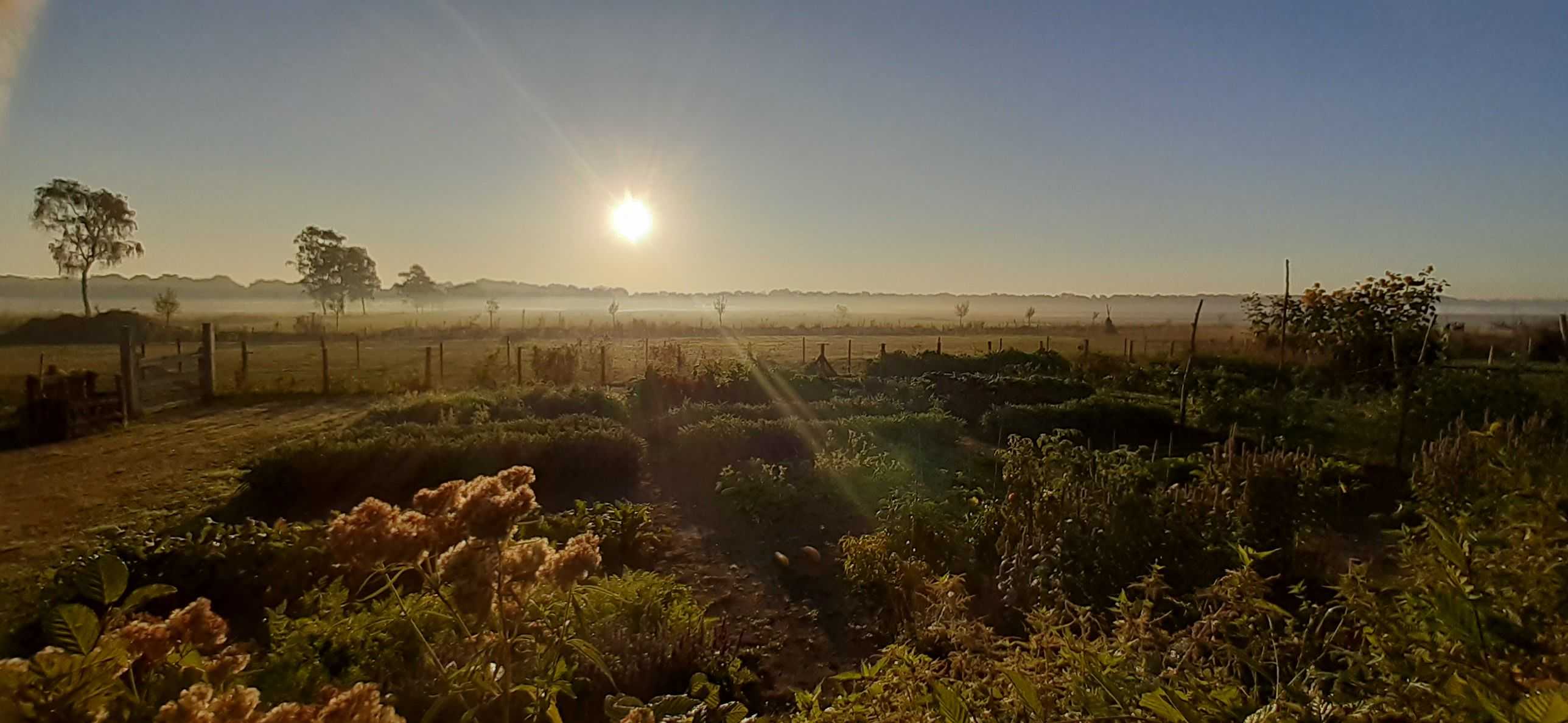 Moestuin bij zonopkomst