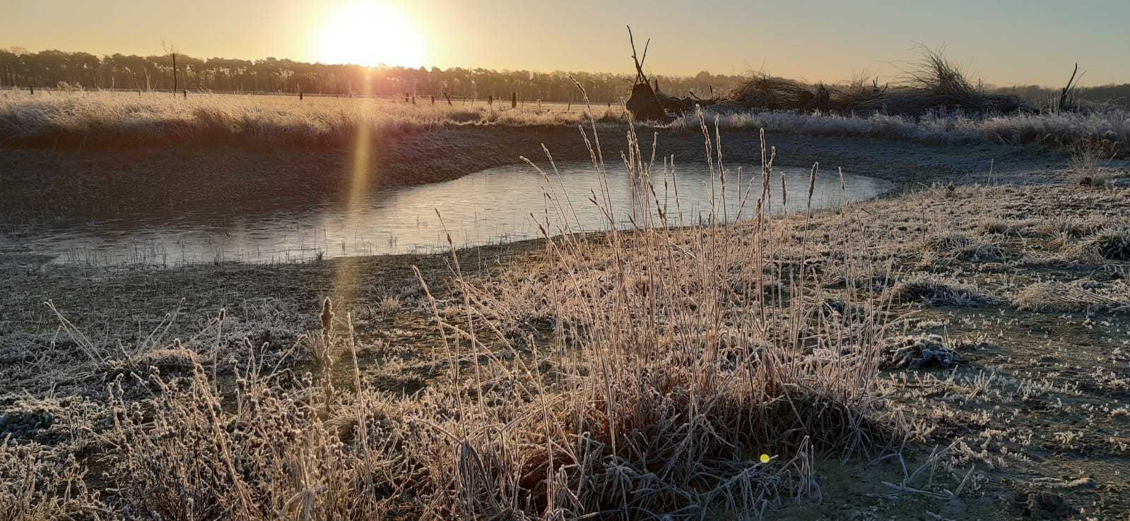 Poel en muizenruiter bij zonopkomst