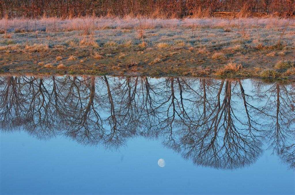 Weerspiegeling bomen in de poel